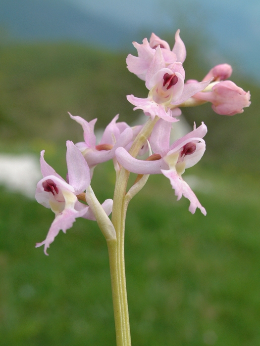 Orchis x colemanii (ibrido: Or. mascula x Or. pauciflora)